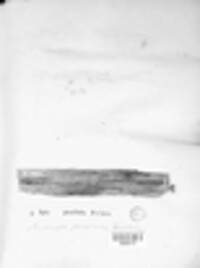 Urocystis occulta image